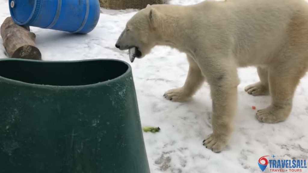 Animal Activity And Feeding Schedules