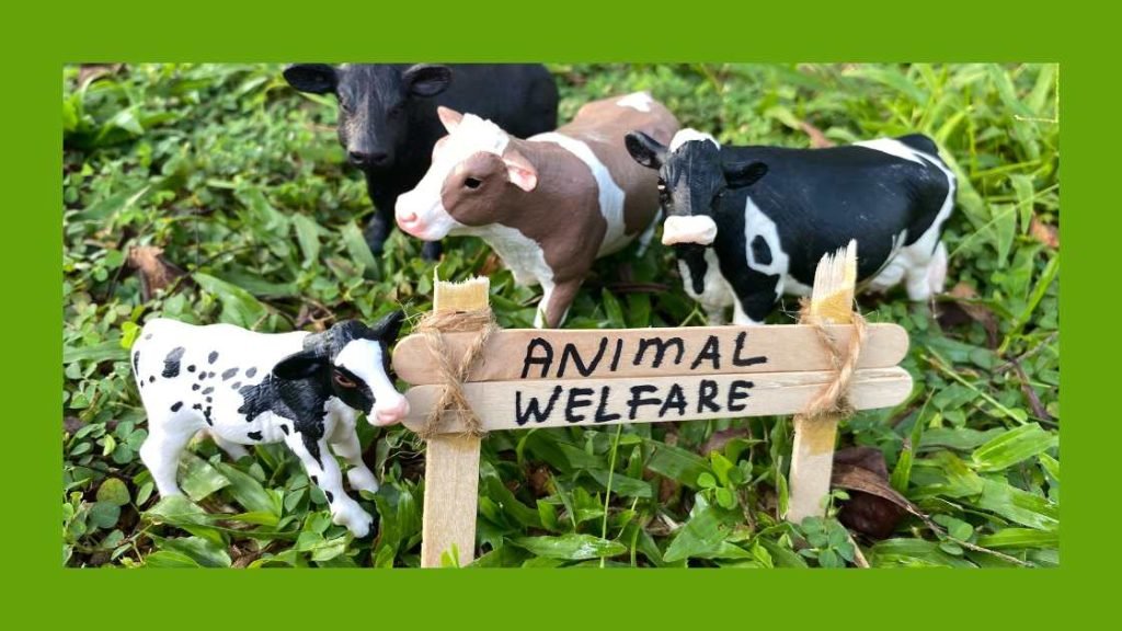 Animal Welfare Concerns