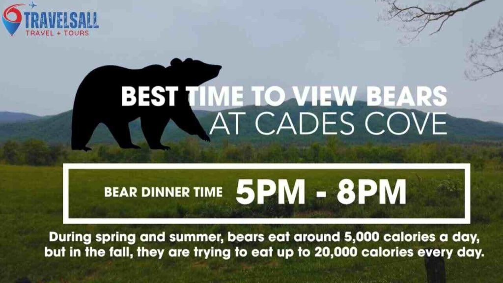 When is the Best Time to See Wildlife in Cades Cove?