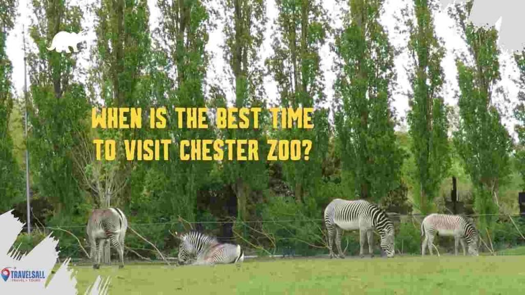 When is the Best Time to Visit Chester Zoo?