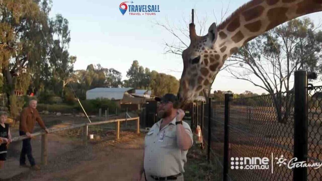 Dubbo Zoo: A Year-round Adventure