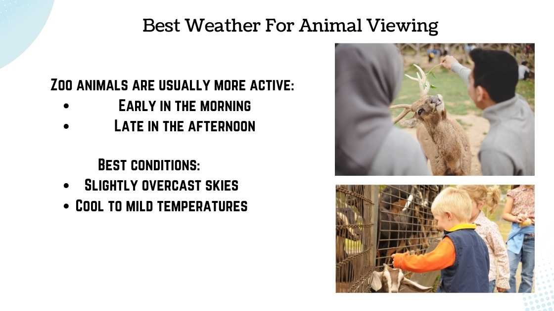 Best Weather For Animal Viewing
