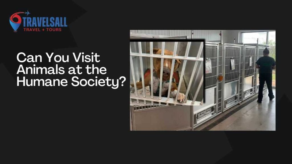 Can You Visit Animals at the Humane Society
