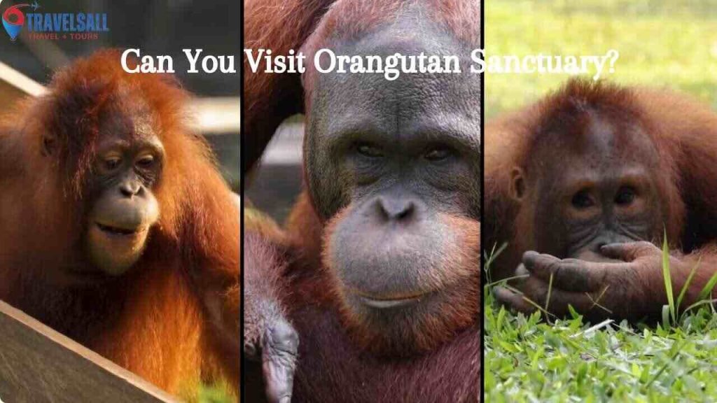 Can You Visit Orangutan Sanctuary?