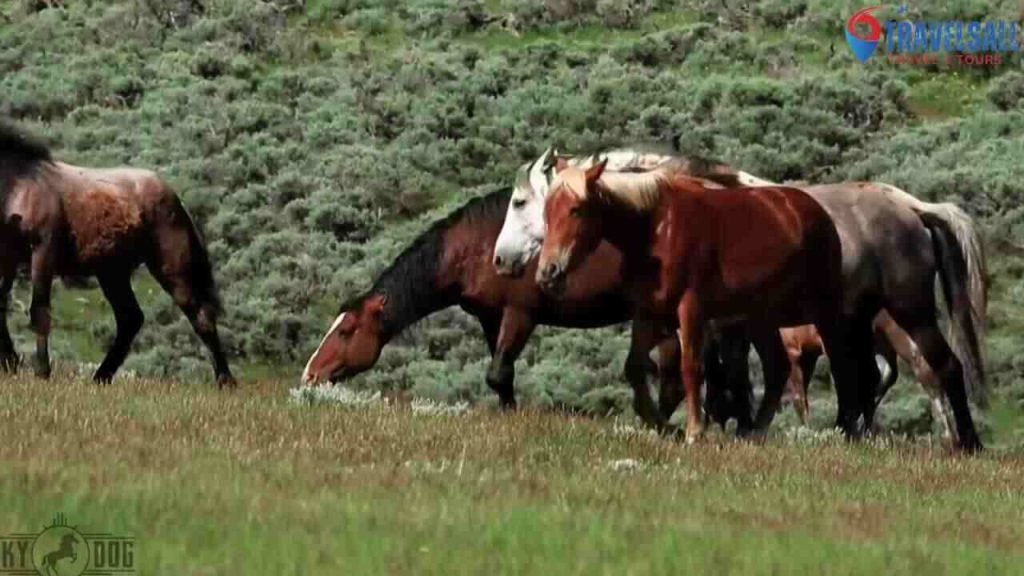 Skydog Sanctuary: The Sanctuary At A Glance