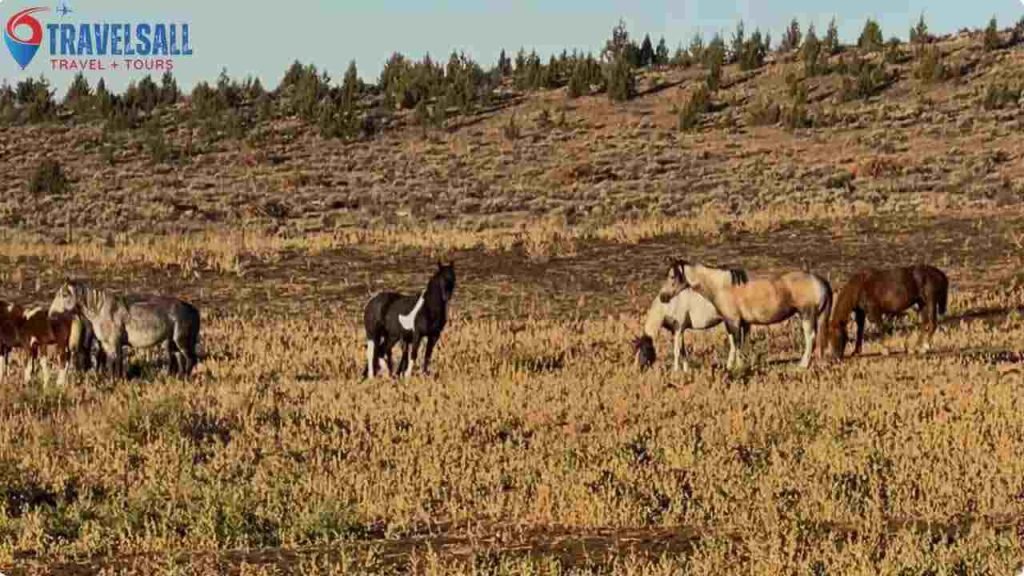 Resident Profiles: Meet The Horses