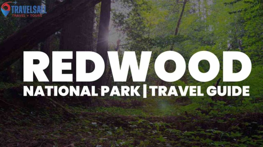 Easiest Way to Get to Redwood National Park