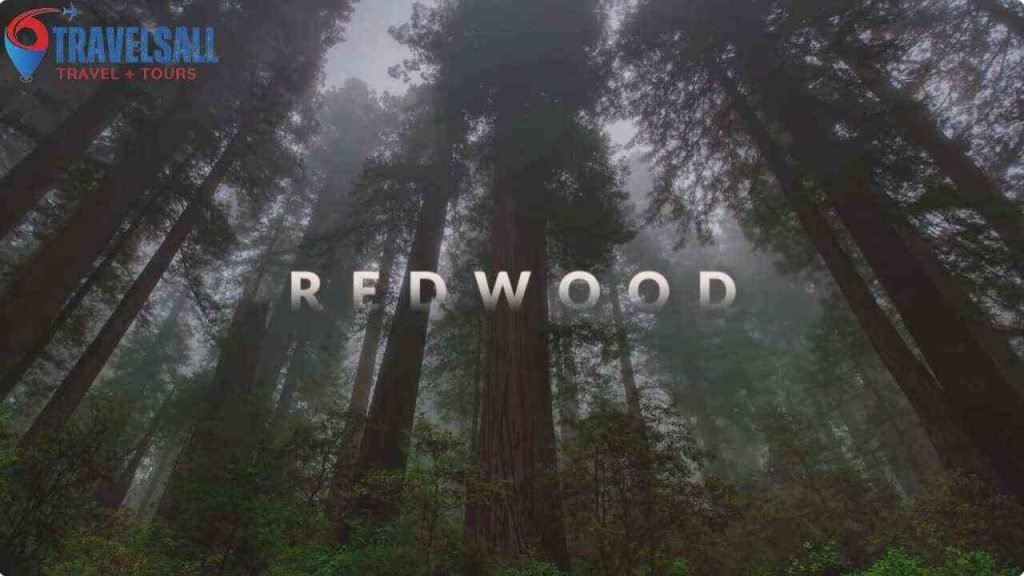 Introduction To Redwood National Park