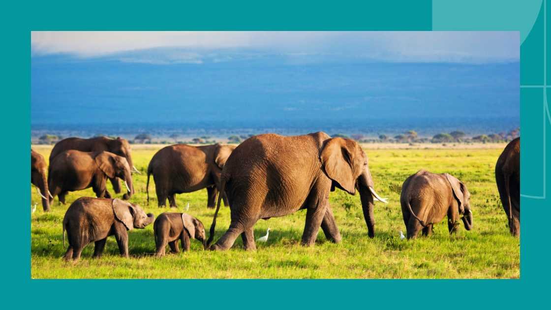 Elephants In Africa
