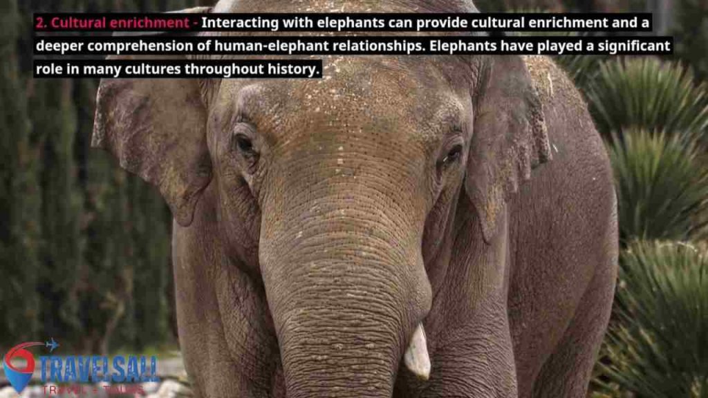 Engaging With Elephants Responsibly