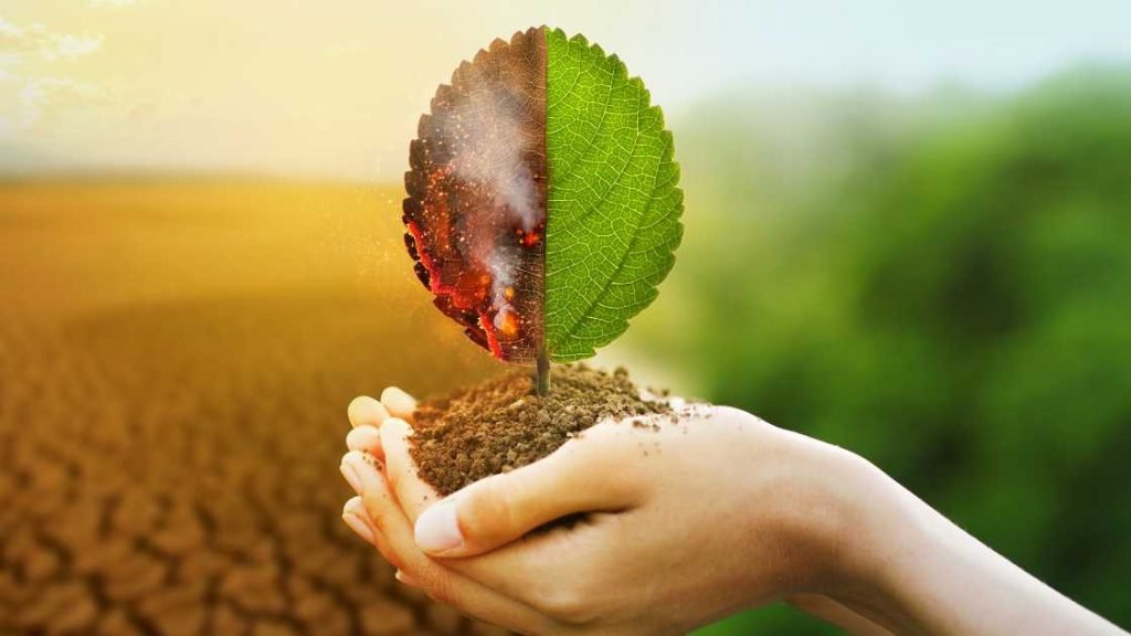 Environmental Impact And Stewardship