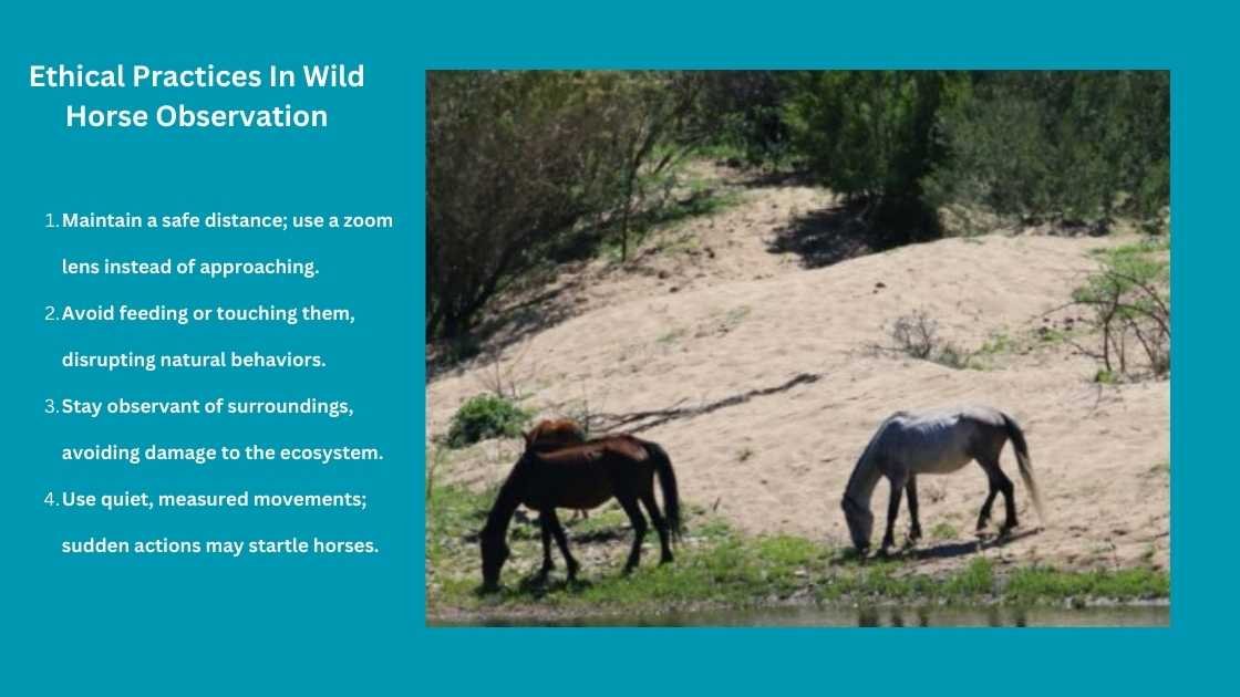 Ethical Practices In Wild Horse Observation