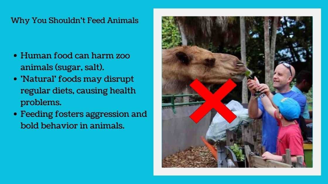 Why You Shouldn't Feed Animals