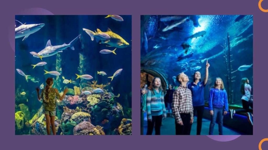 Exploring The Wonders Of Wildlife: Time Estimates