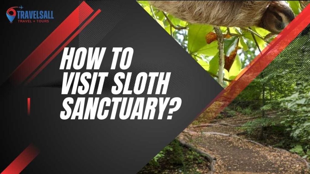 How to Visit Sloth Sanctuary