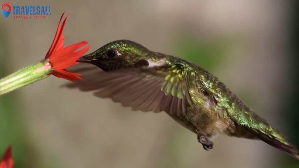 Impact Of Weather On Wildlife Viewing