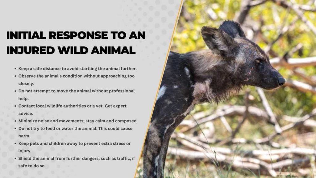 Initial Response To An Injured Wild Animal