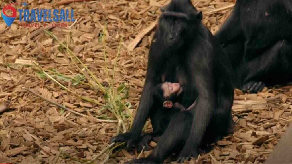 Spring Visits: Baby Animals And Blossoms