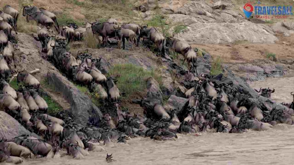 Serengeti's Great Migration: A Wildlife Phenomenon