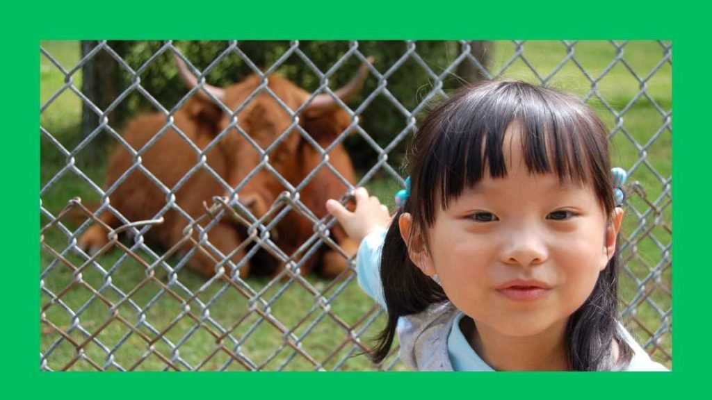 Social Aspects Of Visiting The Zoo Solo
