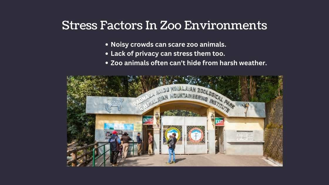 Stress Factors In Zoo Environments