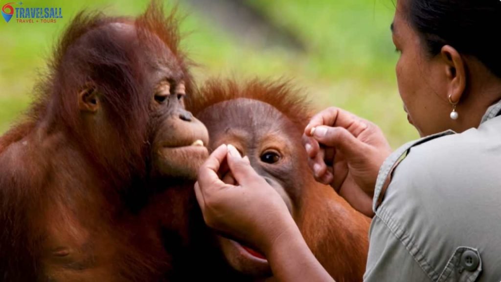 The Allure Of Orangutan Sanctuaries