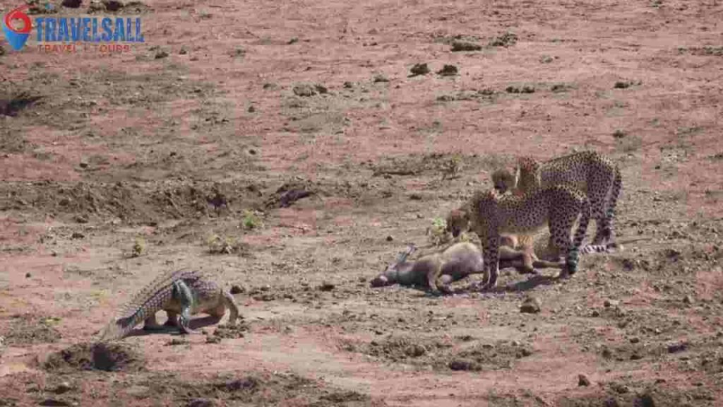 The Kruger National Park: South Africa's Wildlife Crown Jewel