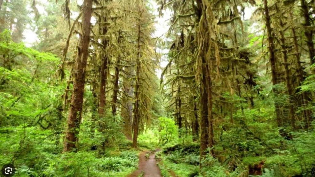 The Role Of Silence In National Parks