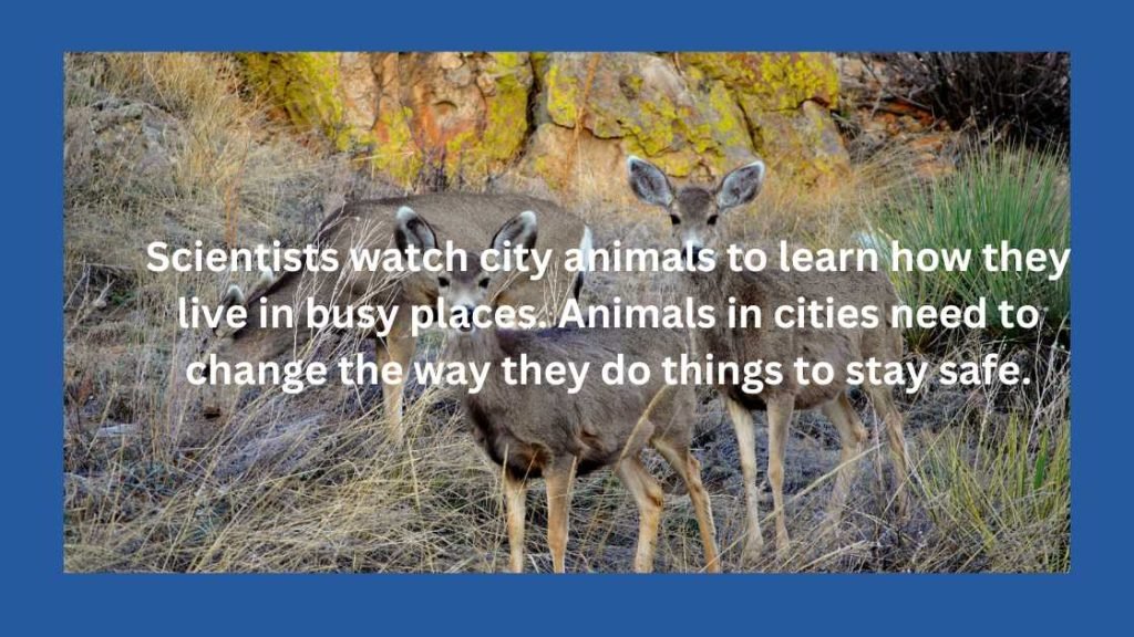 Urban Wildlife