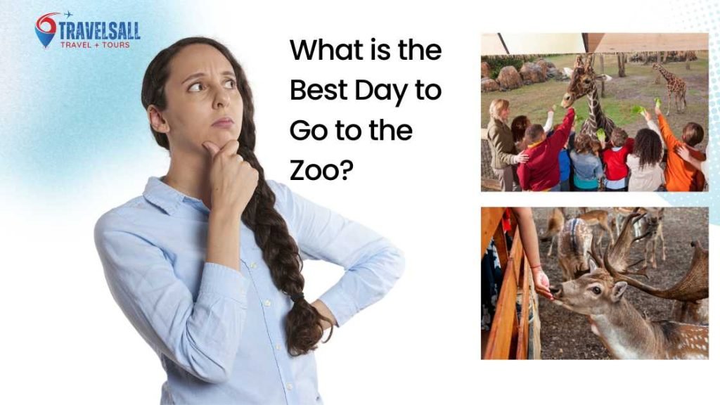 What is the Best Day to Go to the Zoo