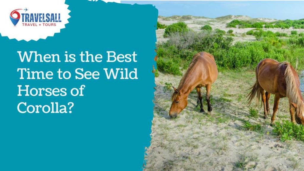 When is the Best Time to See Wild Horses of Corolla