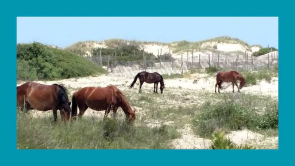 Wild Horses Of Corolla: A Sight To Behold