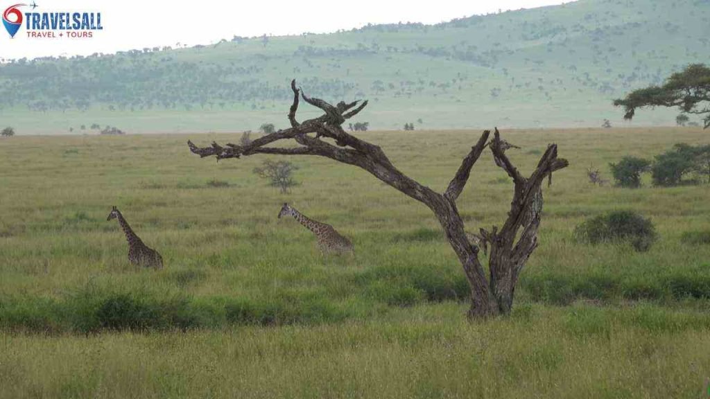 Introduction To Wildlife Abundance In National Parks