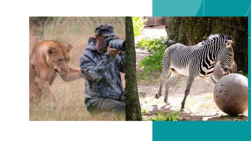 Wild Animals On A Virtual Sphere