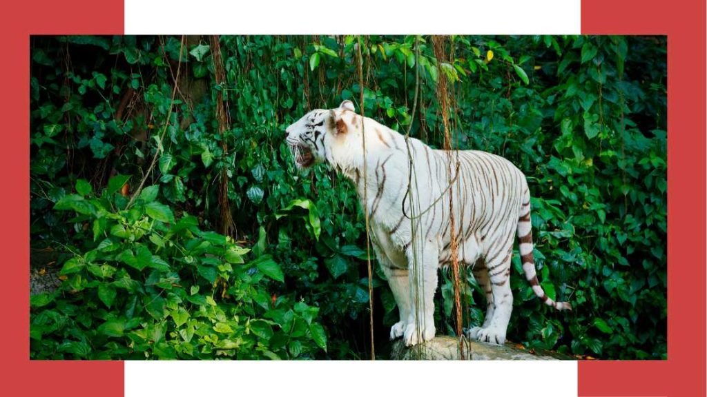 Wildlife And Scenery