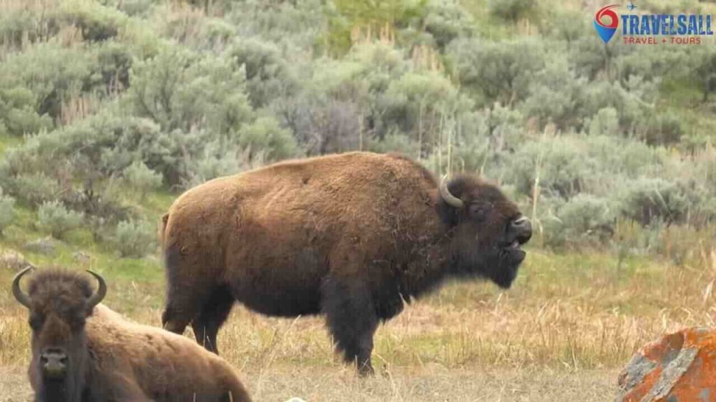 Wildlife Spotting Opportunities