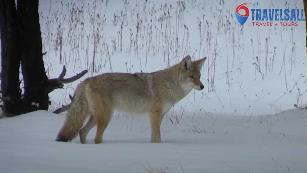 Yellowstone National Park's Diverse Ecosystem
