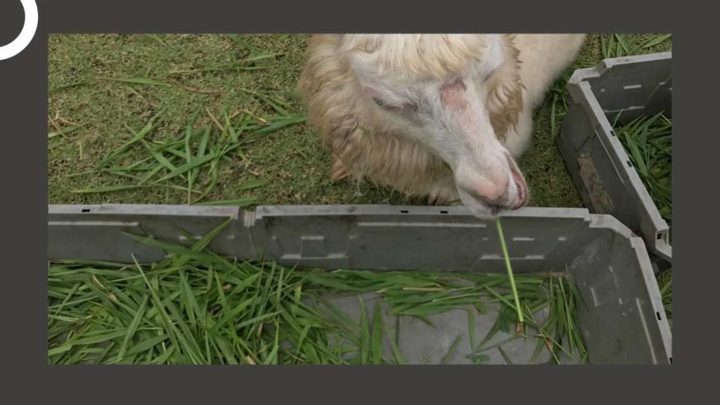 Zoos With Open Food Policies